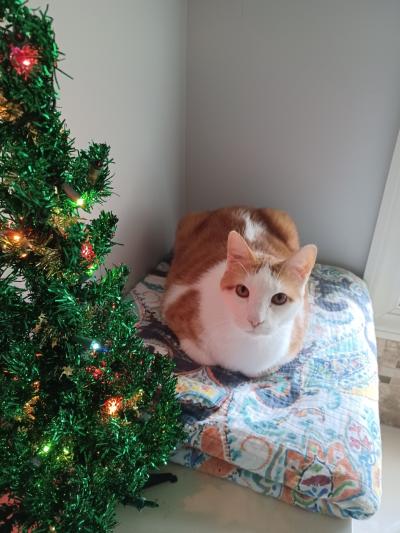 Tigger at home